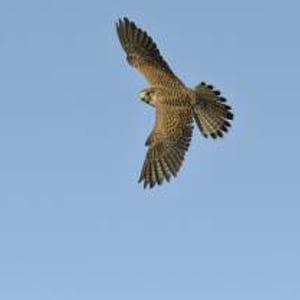 Aluna the Kestrel