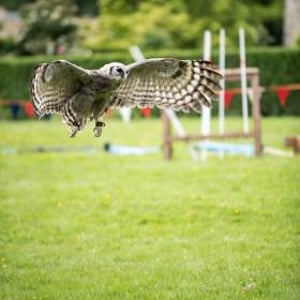 Kofi - Milky Eagle Owl