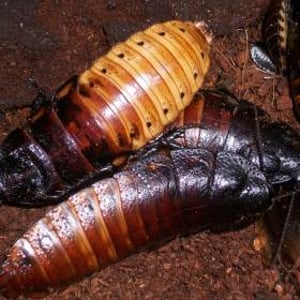 hissing cockroach