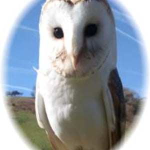 Barn Owl
