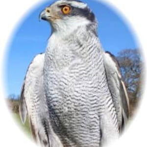 Goshawk