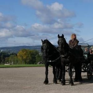 Carriage Driving Period Drama - Horse Drawn Carriage with pair of black friesian horses at National Trust from Marc Lovatt and The Cavalry of Heroes Film Horses and Carriages