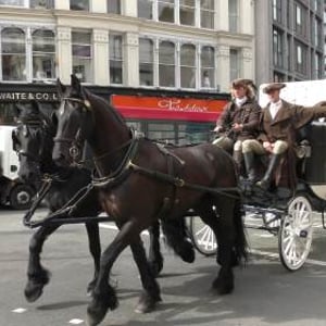 Publicity Stunt for Audible by Amazon Northanger Abbey London Black Friesian Horses from Marc Lovatt and The Cavalry of Heroes Film Horses and Carriages