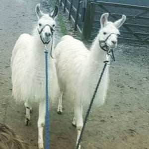 llamas