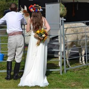 llamas wedding2