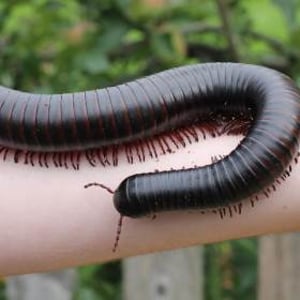 Marmalade the Giant African Train Millipede