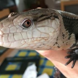 Charmander the Blue Tongue Skink
