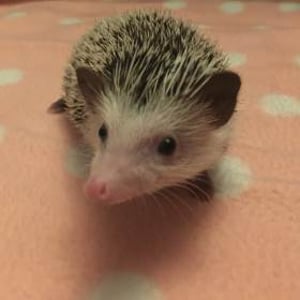 Rhubarb the African Pygmy Hedgehog