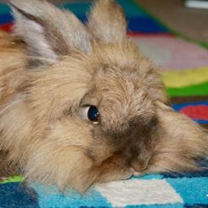 Fluffy the Lionhead Rabbit