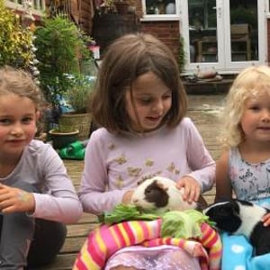 Feeding Apple and Crumble the Guinea Pigs