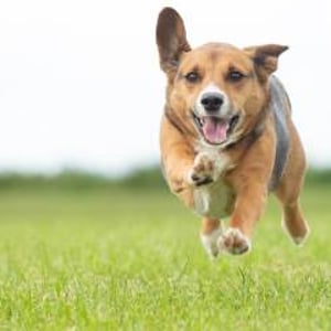 Your visit can include our very own 'Party Pooch', Chip! Perfect for SEN and care home visits - or for any other occasion!