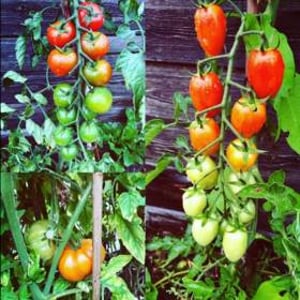 Tomatoes 2019