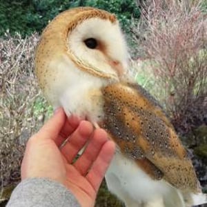 53625668_918052981865838_35519637235957760_o (1)