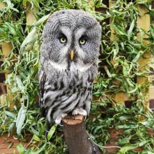Socrates - Great Grey Owl 3
