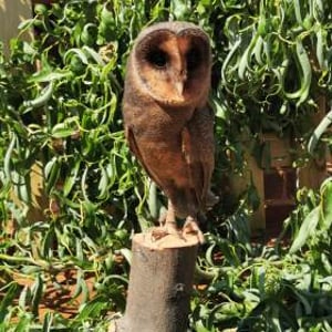 Twyla - Black Barn Owl 2