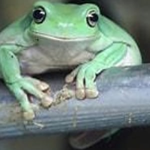 Freddo the Whites tree frog