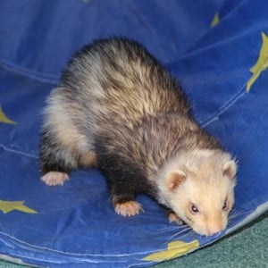 Barnaby Bear the ferret