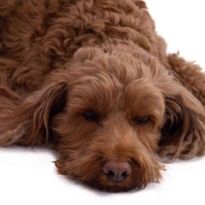 Belle - The Cockapoo