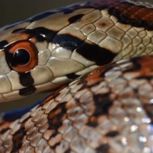 Bell, our Leopard Snake