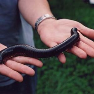 Giant Millipede
