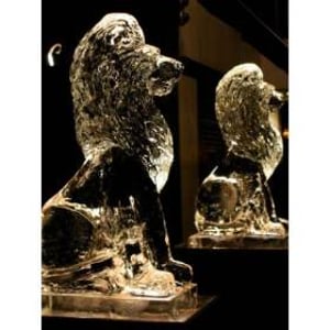 Lions to make a grand entrance