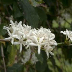 Coffee Starts as a White Flower ...