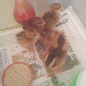 chicks 2