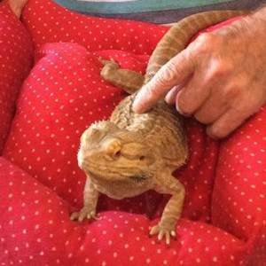 Blizzard at Acer Court close up