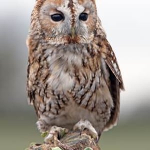 Willow the Tawny Owl