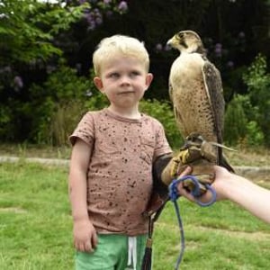 Handle Birds of Prey