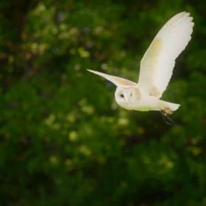 Star the Barn Owl