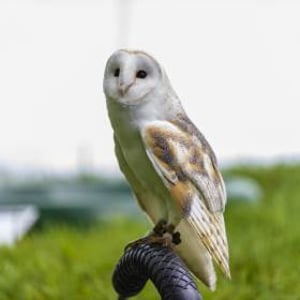 Sky the Barn Owl
