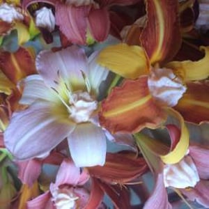 Day lilies stuffed with smoked salmon pate