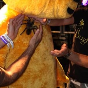 Pudsey Bear being brave with Bugfest - Wild and Deadly Show.