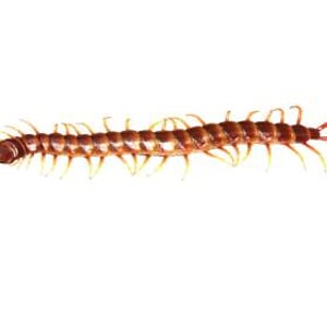 Giant bat eating centipede