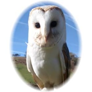Barn Owl