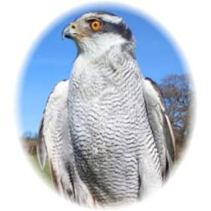 Goshawk
