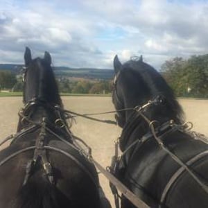 Production - Pair of Black Friesian Film Horses Carriage Driving at National Trust Berrington Hall from Marc Lovatt and The Cavalry of Heroes Film Horses and Carriages
