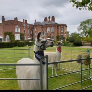 LLama iscody weddings