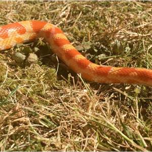 Fire the Corn Snake