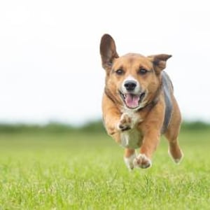 Your visit can include our very own 'Party Pooch', Chip! Perfect for SEN and care home visits - or for any other occasion!