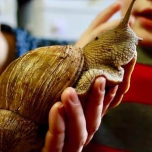 Meet the Worlds largest species of snail!