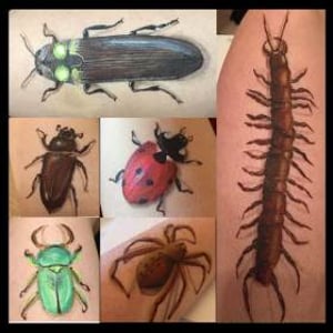 insects