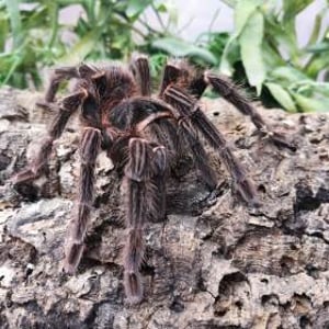 Thatch - Salmon Pink Bird Eater Tarantula 3