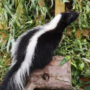 Rey - Striped Skunk 5