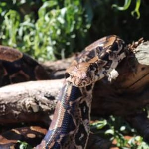 Muggle - Boa Constrictor