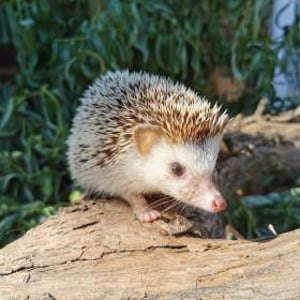 Mrs Pricklepants - African Pygmy Hedgehog