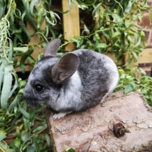 Mobius - Chinchilla 6