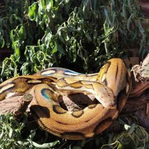 Katniss - Reticulated Python 2
