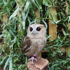 Ash - Indian Scops Owl 2